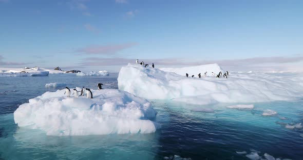 Adelie Penguins on ice floe