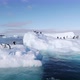 Adelie Penguins on ice floe - VideoHive Item for Sale