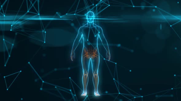 Rotating Male Body Scan With Musculoskeletal System