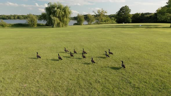 Group of Geese Exploring the Grass Pecking for Food at Sunset on Grass