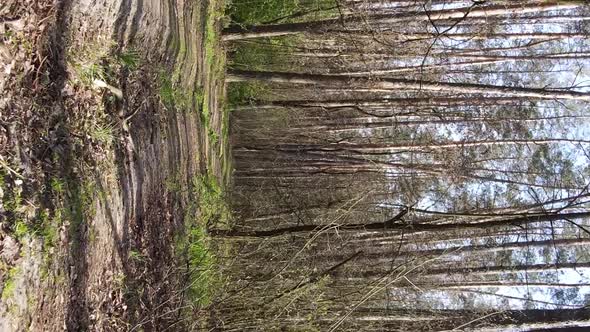 Vertical Video of a Road in the Forest Slow Motion