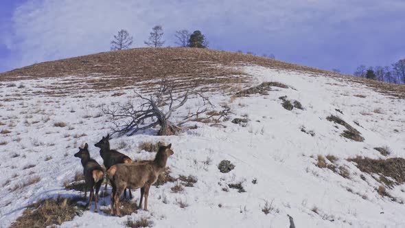 Drone Shot of Female Wild Maral Protects Her Cubs