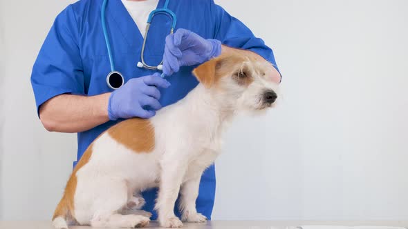A man in a blue medical coat injects a Jack Russell Terrier in the withers