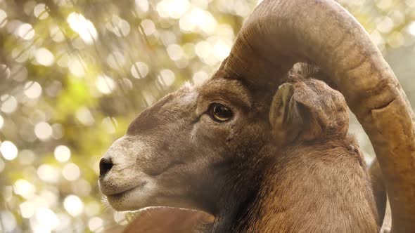 Wild Ram with Big Horns Animal in Untouched Nature Mouflon in Forest Wild Sheep Wildlife