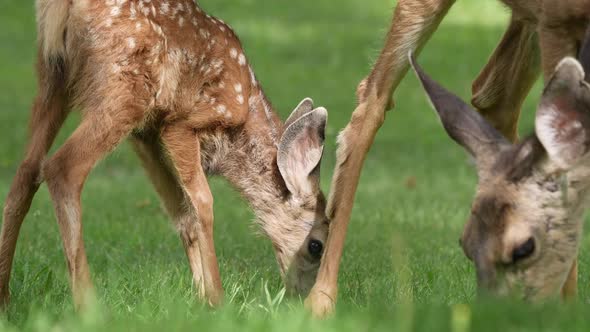 Mule deer fawn and doe grazing on grass in park