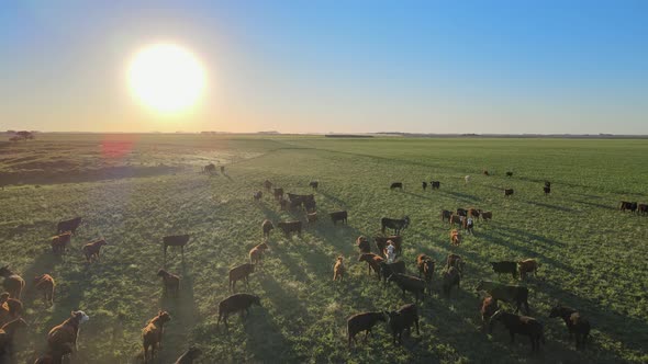 Landscape agriculture scenery with a large herd of Aberdeen Angus cattle glazing on grassy meadow ag