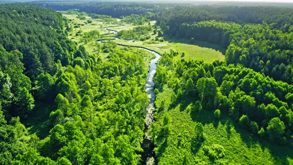 River and green forest. Aerial view of wildlife in Poland