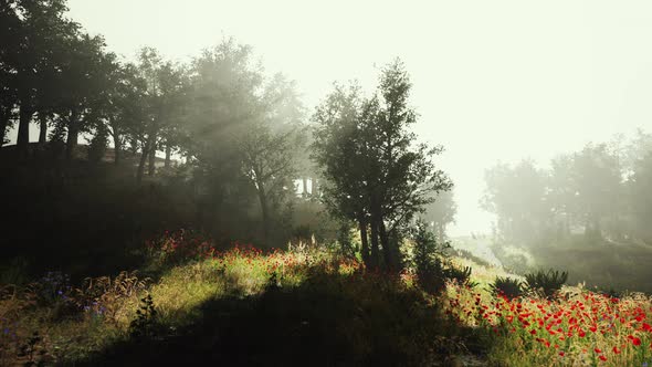 Sun is Shining Through the Trees in a Young Forest Timelapse