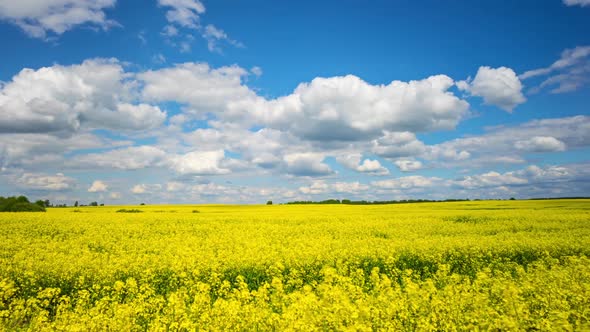 Timelapse of Rapeseed Field