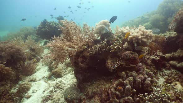 Coral Reef and Tropical Fish