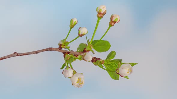 Time Lapse of Blooming Cherry Flowers