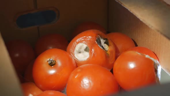 Rotten Tomatoes in a Cardboard Box