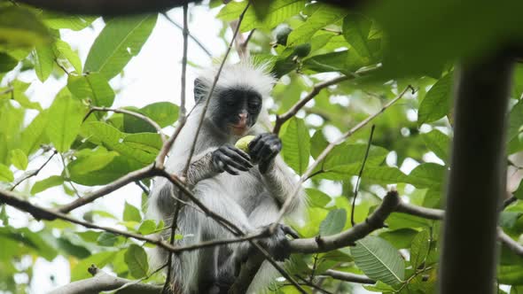 Red Colobus Monkey Sitting on Branch in Jozani Tropical Forest Zanzibar Africa