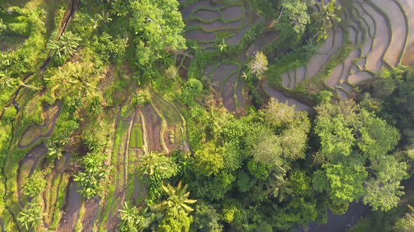 Aerial view of Karangasem village and its rice fields