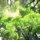 A Beam Of Sunlight Through The Tropical Forest - VideoHive Item for Sale