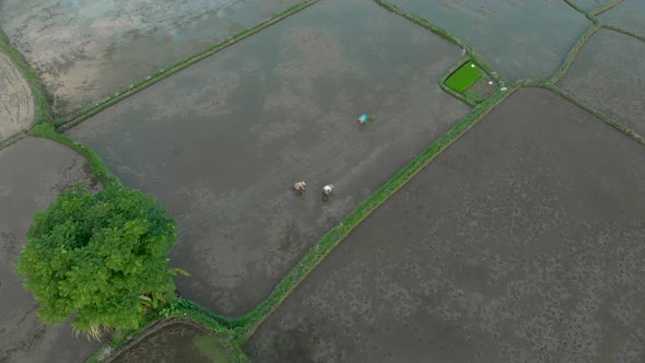 Aerial Shot of Farmers Planting Rice on a Big Rice Field. Travell To Asia Concept.