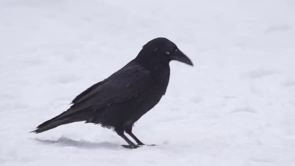 The Black Crow Walks on the White Snow and Digs in the Snow with Its Beak