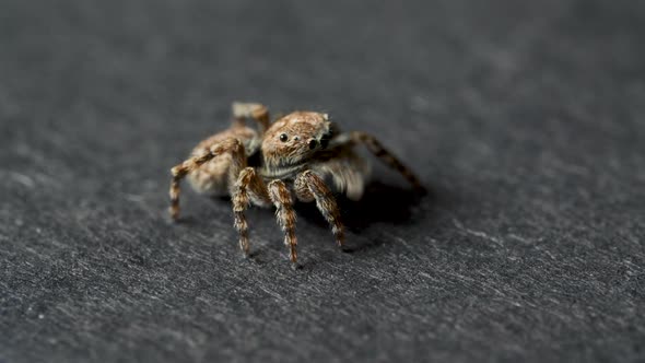 Small Jumping Spider on a Grey Background