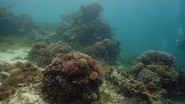 Coral Reef and Tropical Fish Underwater