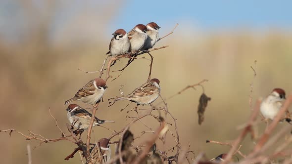 Sparrows Succeed Each Other on a Branch