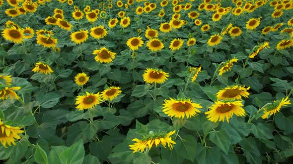 4K Beautiful aerial view of sunflowers, sunflowers blooming in the wind