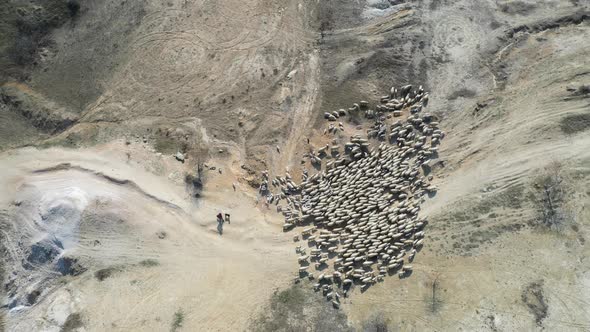 Flock of sheep