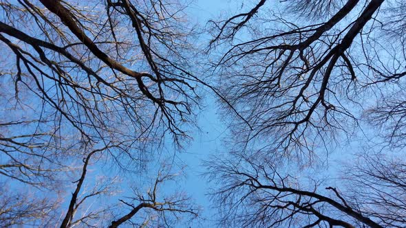 Tree branches against the backdrop of the sky.