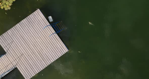 koi fish swims next to a pond in crystal clear lake with water lilies, aerial view