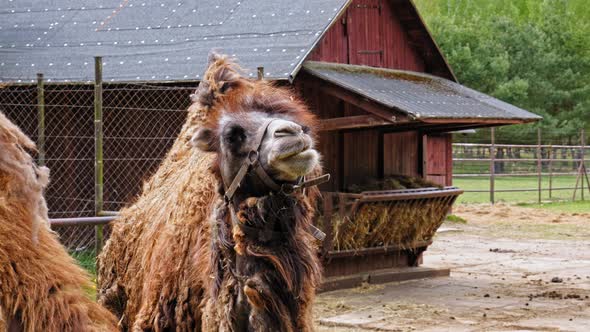 Bactrian Camel Chewing Cud - slow motion, close up