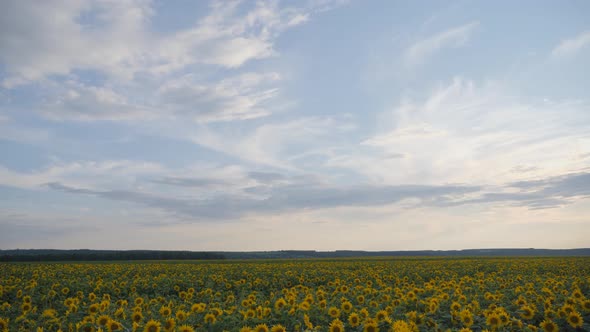 Yellow sunflower flowers. Agricultural land.