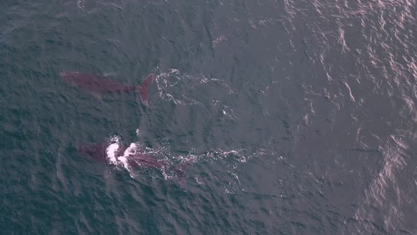 Two whales migrating through dunsborough Western Australia captured from a drone