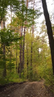 Vertical Video Autumn Forest with Trees By Day