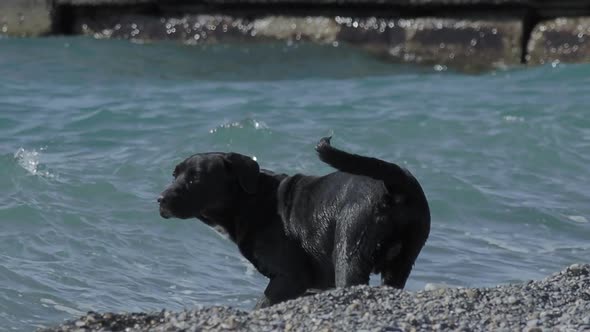 Black Stray Dog Is Playing with Sea Waves on Desert Rocky Beach. Slow Motion.