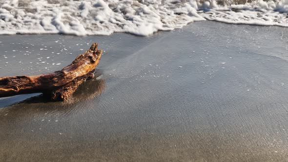 Water Washes the Tree on a Sandy Beach