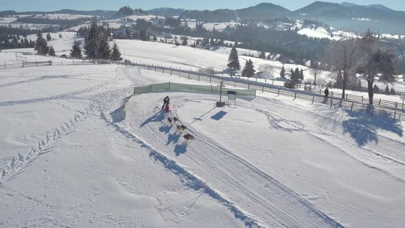 Dog sled racing in the snow