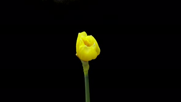 Timelapse of Growing Yellow Daffodils or Narcissus Flower
