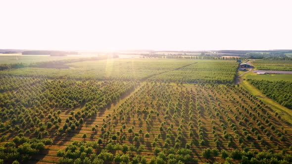 Aerial Over Fruit Garden With Apple Citrus Cherry Trees Planted In Smooth Row