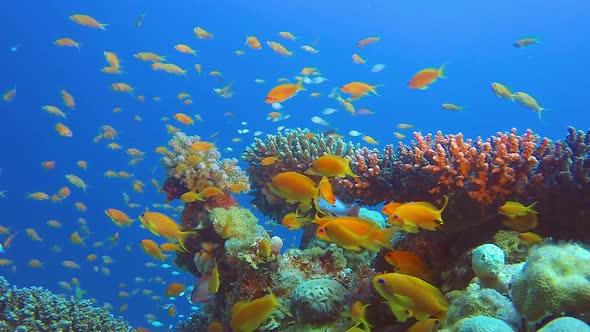 Colorful Beauty Underwater World