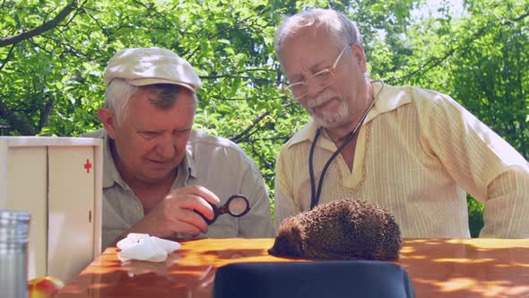 Aged People Examine Hedgehog with Medical Equipment