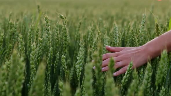 A Woman Walks Through a Green Wheat Field and Touches an Ear of Wheat with Her Hands