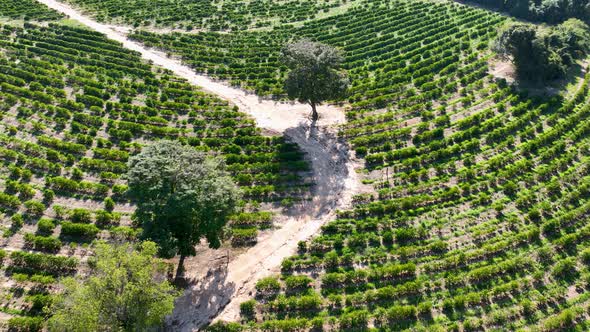 Countryside scenic aerial landscape. Rural life scenery.