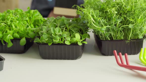 Hand of a Gardener Putting Price Tag in Front of Trays with Microgreen Close Up