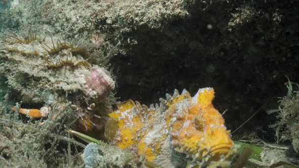 Unique underwater footage of an interaction between a Yellow Velvet fish and Hermit crab showing rar