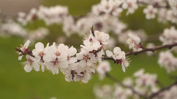 Flowering fruit tree branch.