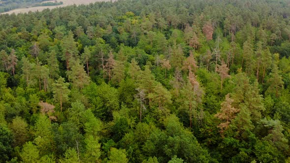 Beautiful woodland. Flight over the tops of green trees. Forest in summer. 