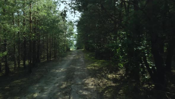 Flight Over A Country Road. In A Pine Forest Among Trees Of Trees. Medium Plan. Aerial Photography