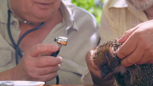 Senior Citizens Examine Hedgehog in Green Garden Close