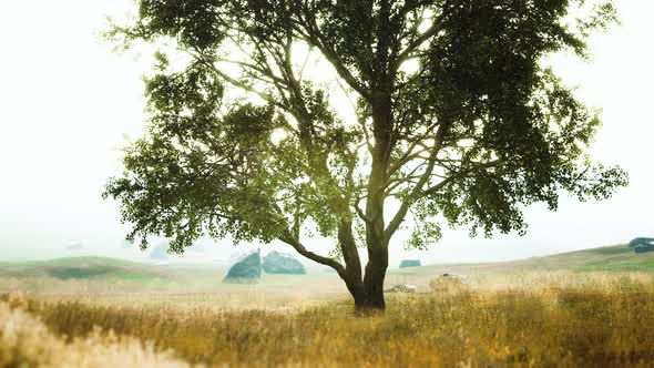 Iconic Oak Tree Casts a Long Shadow Into a Golden Hill