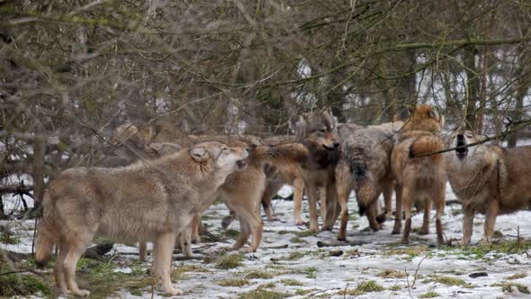 Creepy Pack of grey wolves howling