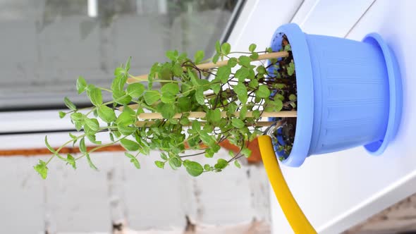 Watering mint plant in the blue pot on the balcony